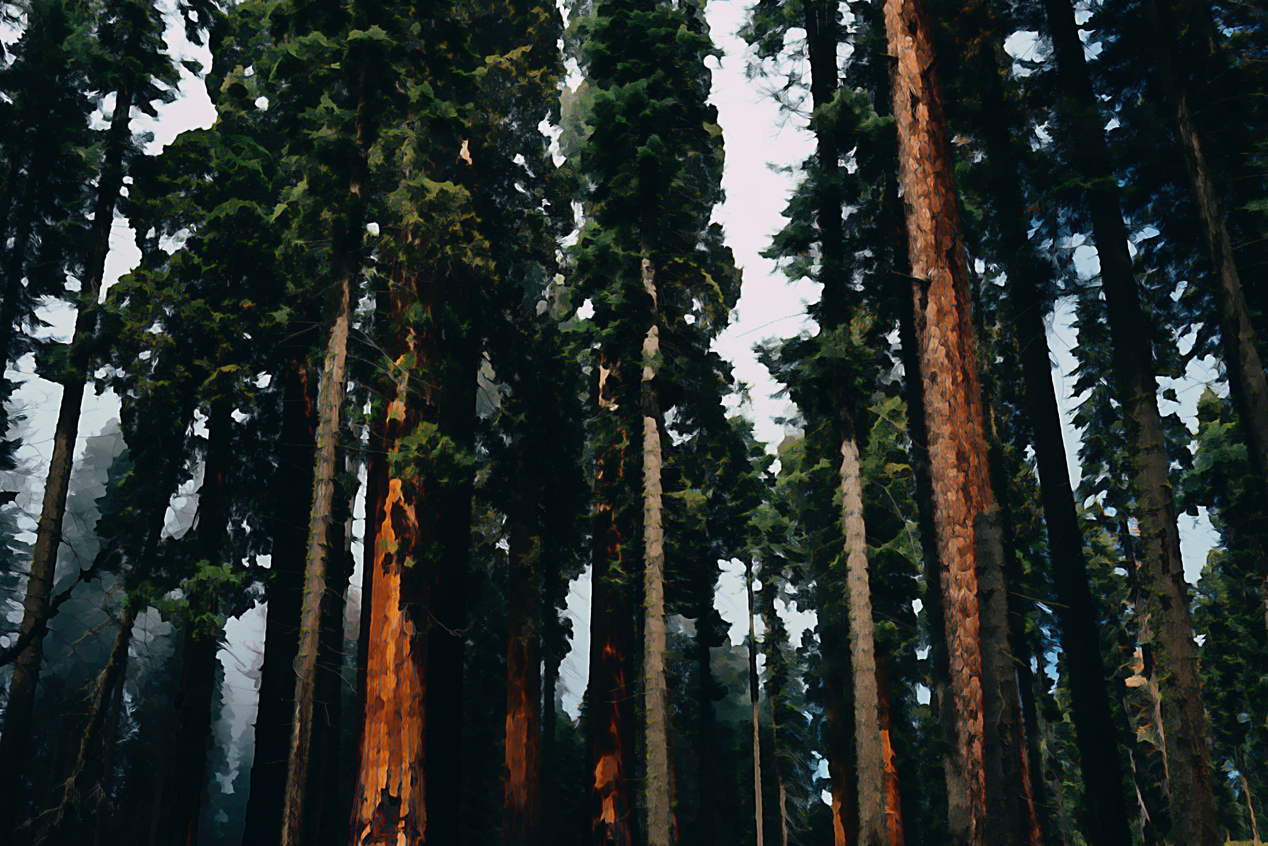 Sequoia – The Parks Brand